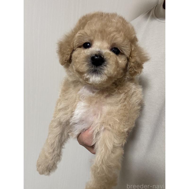 販売中の埼玉県のビションプー:ビションフリーゼ×トイプードル-429400の3枚目