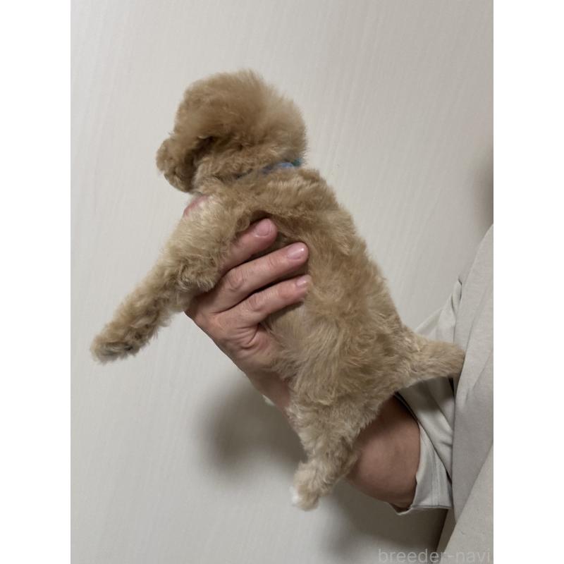 販売中の埼玉県のビションプー:ビションフリーゼ×トイプードル-429400の2枚目