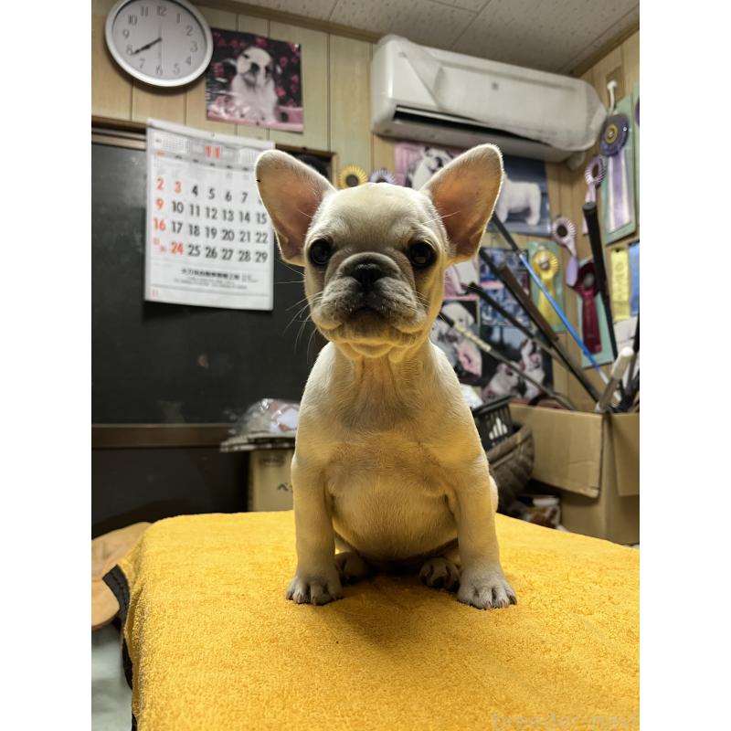 販売中の福岡県のフレンチブルドッグ-429399の6枚目