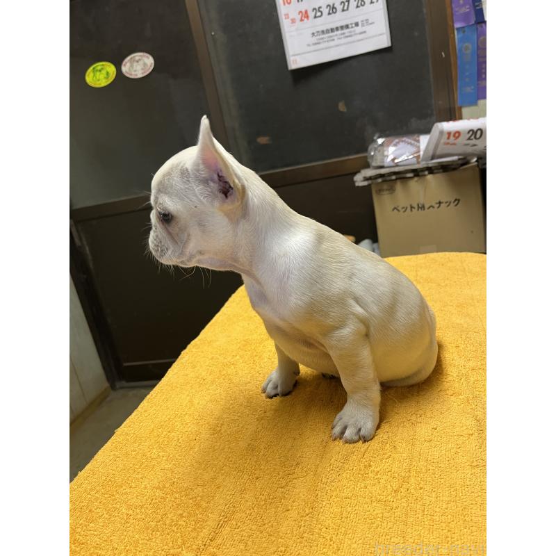 販売中の福岡県のフレンチブルドッグ-429399の5枚目