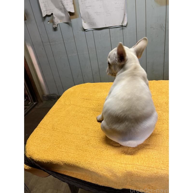 販売中の福岡県のフレンチブルドッグ-429399の4枚目