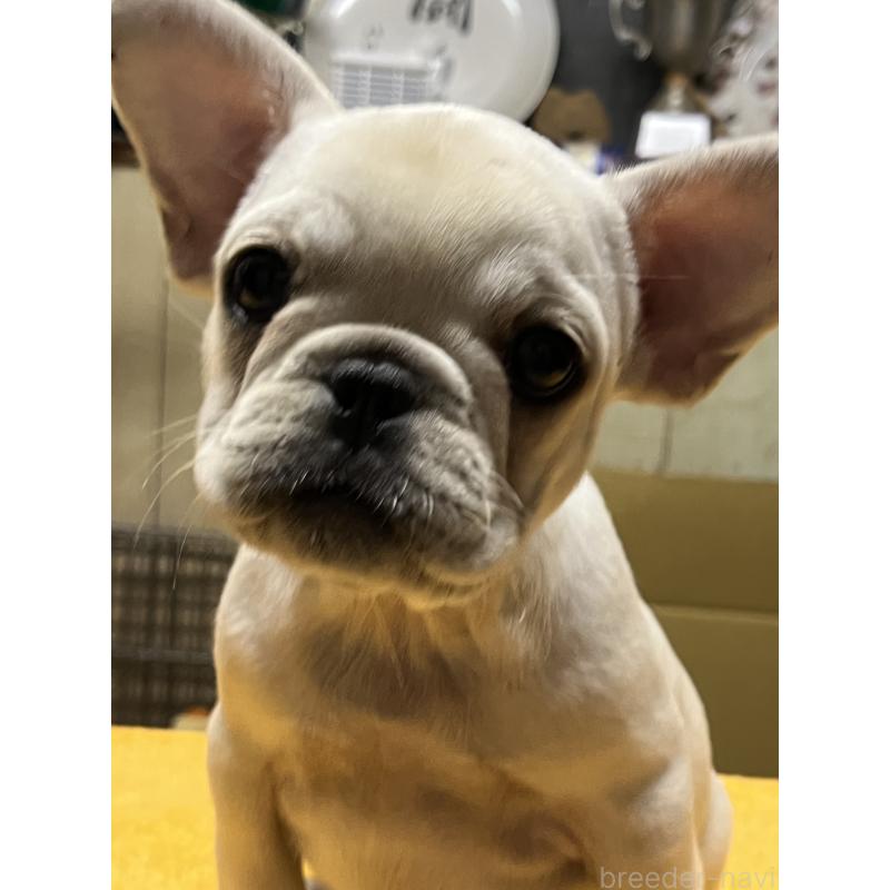 販売中の福岡県のフレンチブルドッグ-429399の3枚目