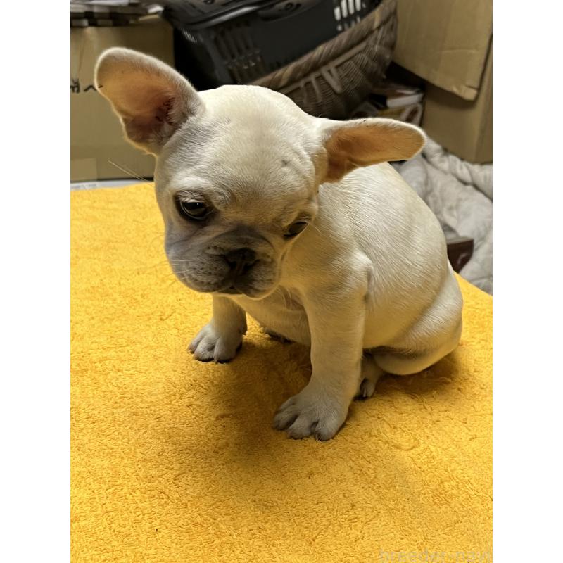 販売中の福岡県のフレンチブルドッグ-429399の2枚目