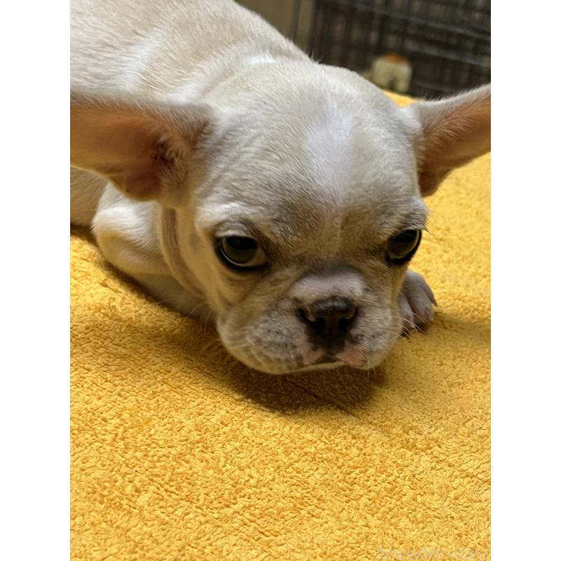 販売中の福岡県のフレンチブルドッグ-429402の5枚目