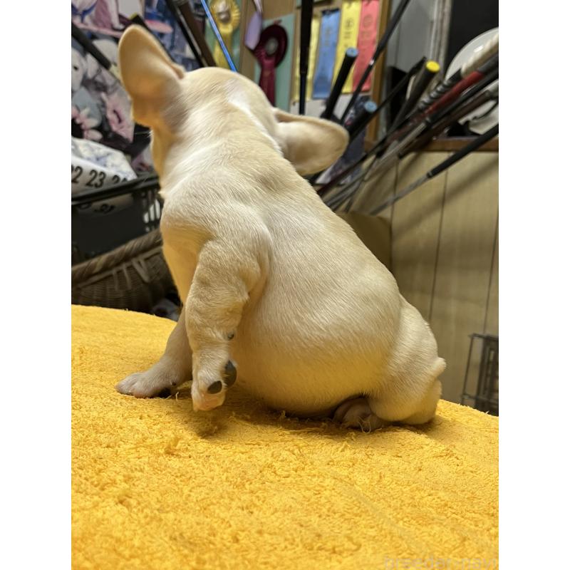 販売中の福岡県のフレンチブルドッグ-429402の4枚目