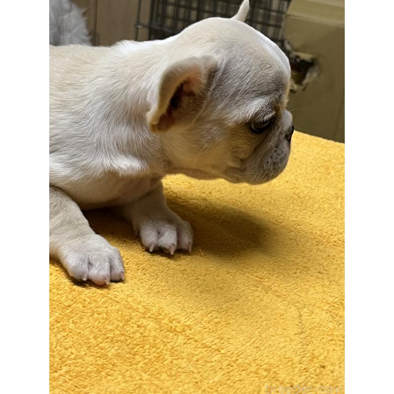 販売中の福岡県のフレンチブルドッグ-429402の3枚目