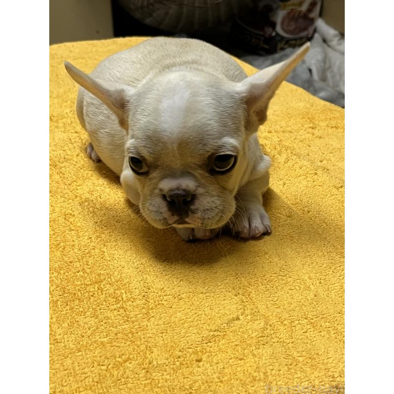 販売中の福岡県のフレンチブルドッグ-429402の2枚目