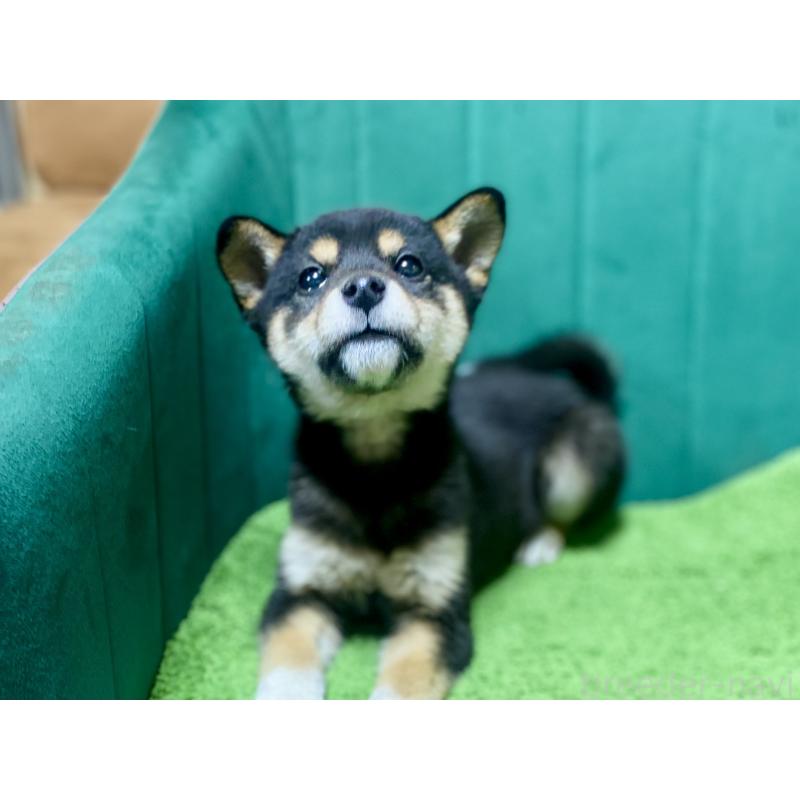 販売中の茨城県の豆柴-429401の5枚目