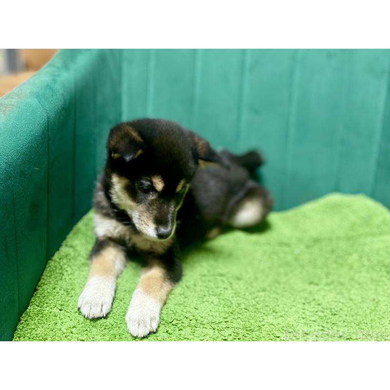 販売中の茨城県の豆柴-429401の4枚目