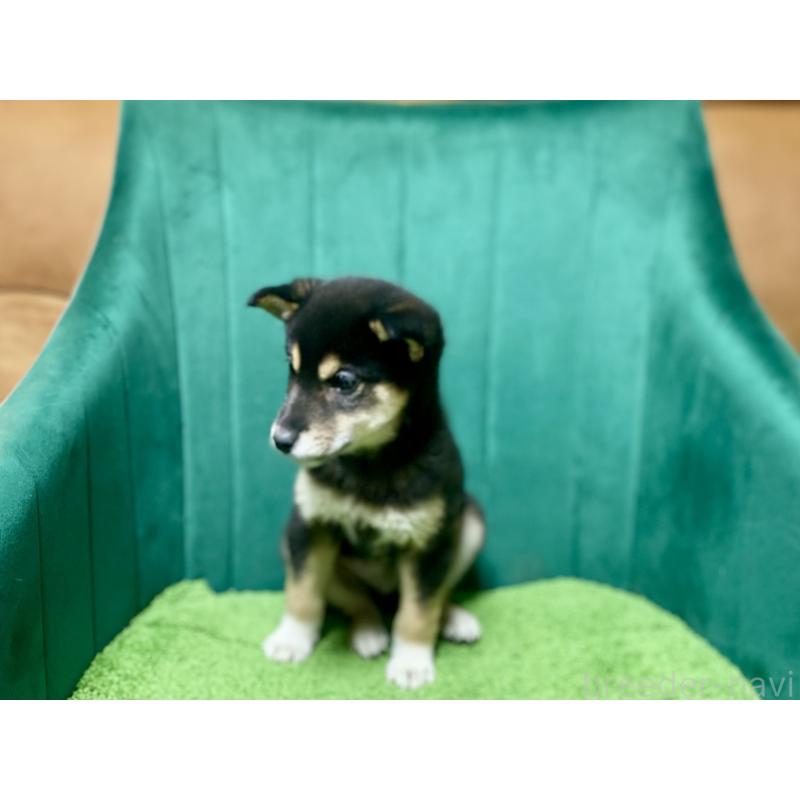 販売中の茨城県の豆柴-429401の3枚目