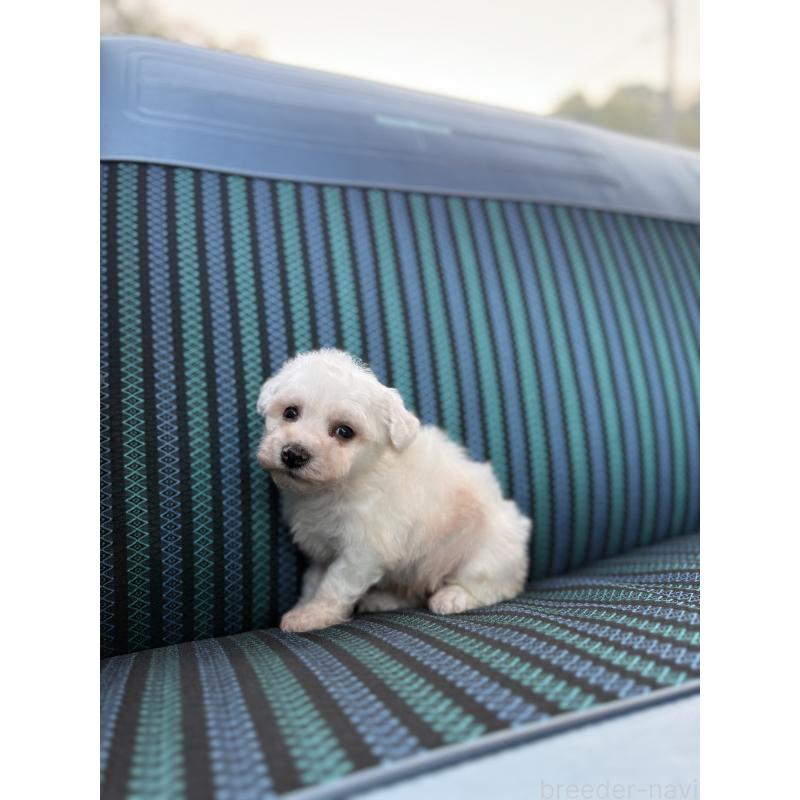 販売中の福岡県のビションフリーゼ-429403の6枚目