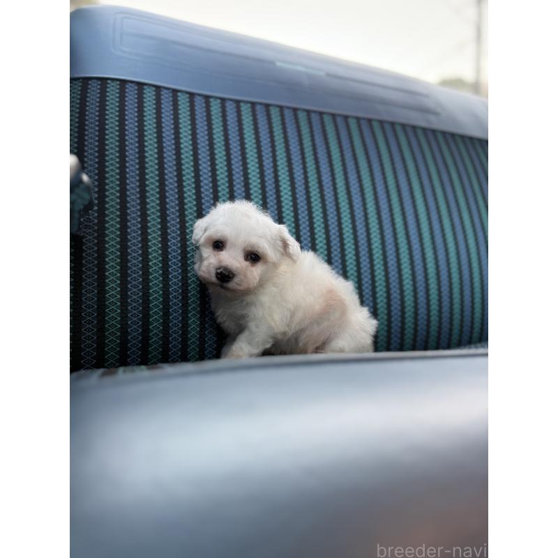 販売中の福岡県のビションフリーゼ-429403の5枚目