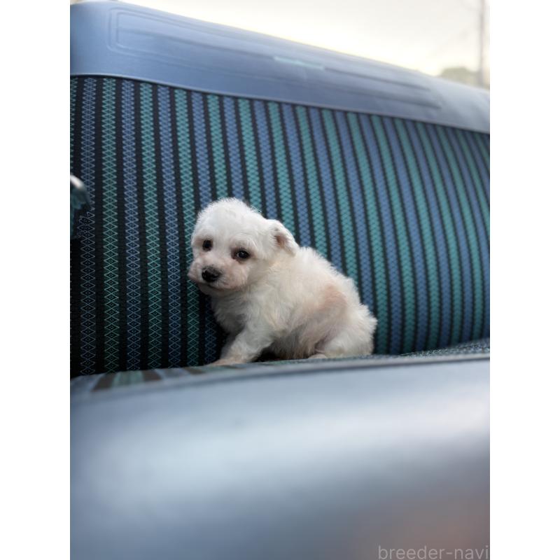 販売中の福岡県のビションフリーゼ-429403の4枚目