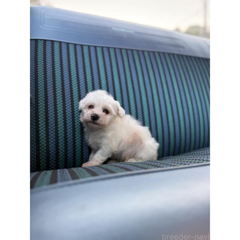 販売中の福岡県のビションフリーゼ-429403の3枚目