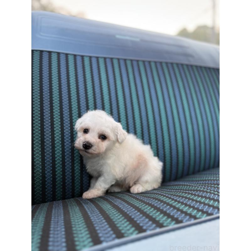 販売中の福岡県のビションフリーゼ-429403の2枚目