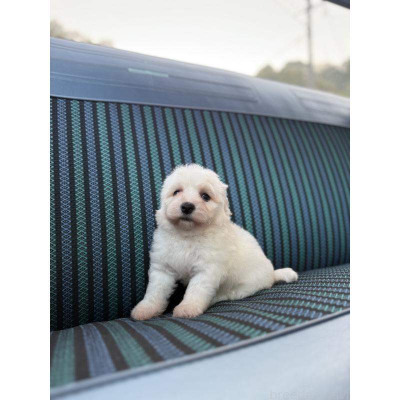 販売中の福岡県のビションフリーゼ-429404の7枚目