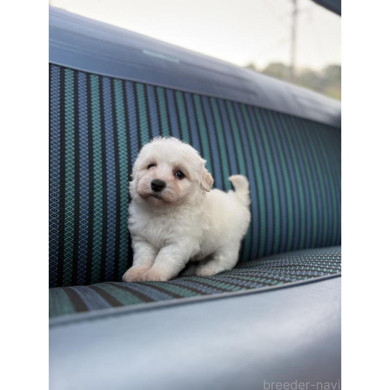 販売中の福岡県のビションフリーゼ-429404の6枚目