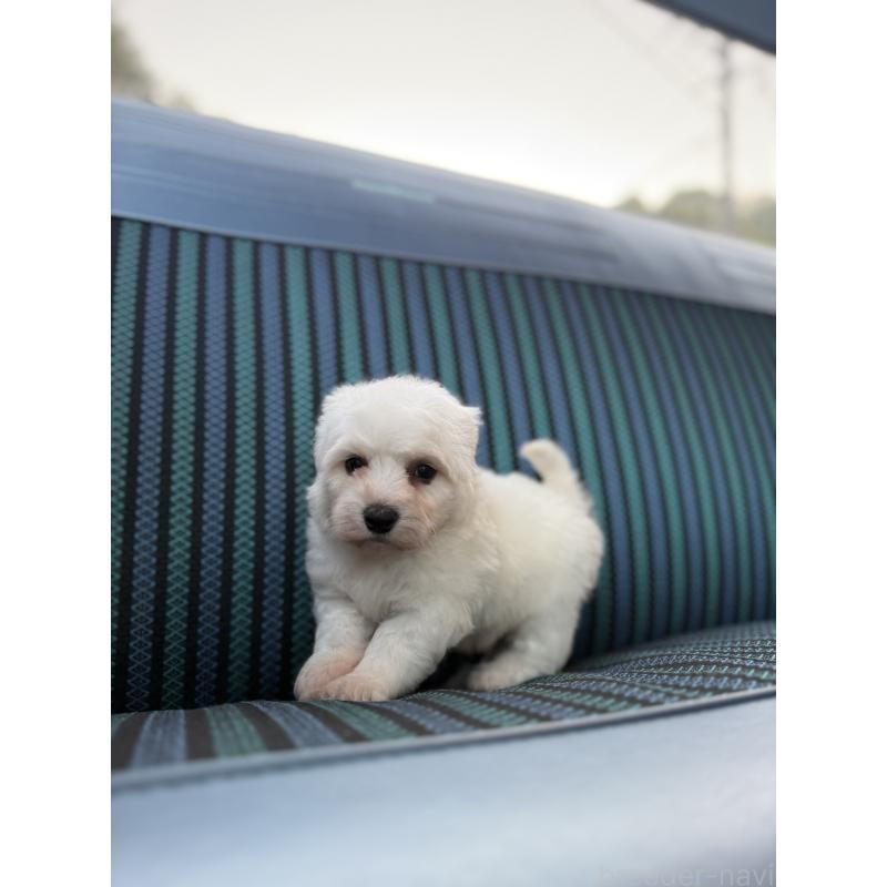 販売中の福岡県のビションフリーゼ-429404の5枚目