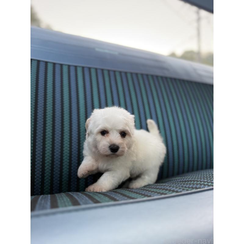 販売中の福岡県のビションフリーゼ-429404の4枚目