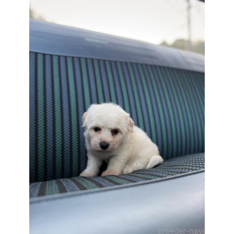 販売中の福岡県のビションフリーゼ-429404の3枚目