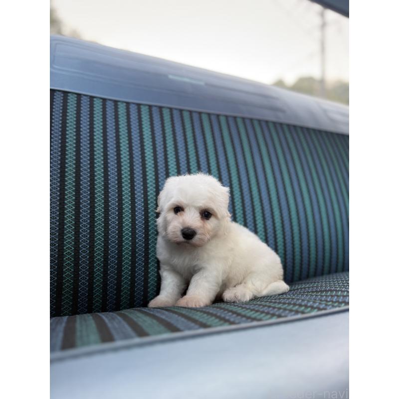 販売中の福岡県のビションフリーゼ-429404の2枚目