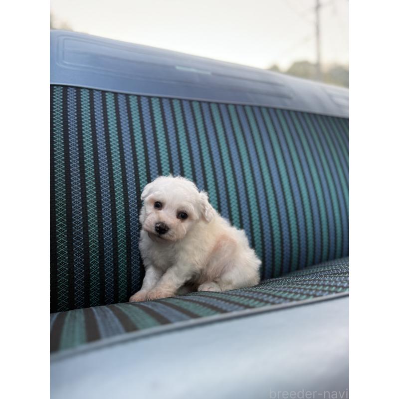 販売中の福岡県のビションフリーゼ-429405の7枚目