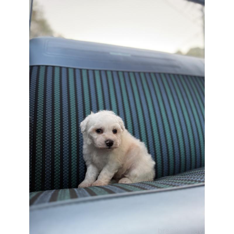 販売中の福岡県のビションフリーゼ-429405の6枚目