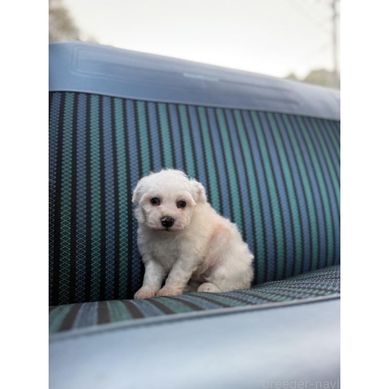 販売中の福岡県のビションフリーゼ-429405の5枚目