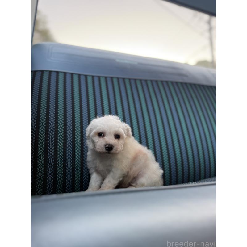 販売中の福岡県のビションフリーゼ-429405の4枚目