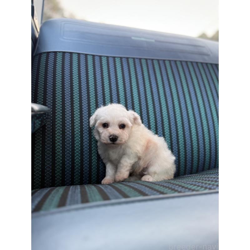 販売中の福岡県のビションフリーゼ-429405の3枚目