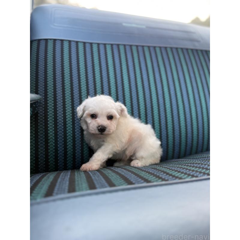 販売中の福岡県のビションフリーゼ-429405の2枚目