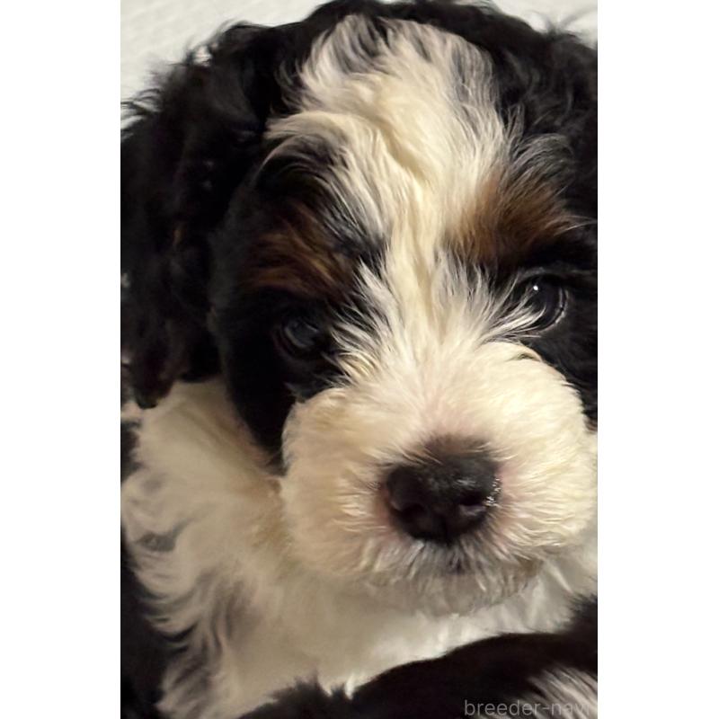 販売中の熊本県のバーニードゥードル:バーニーズ×スタンダードプードル-429406の2枚目