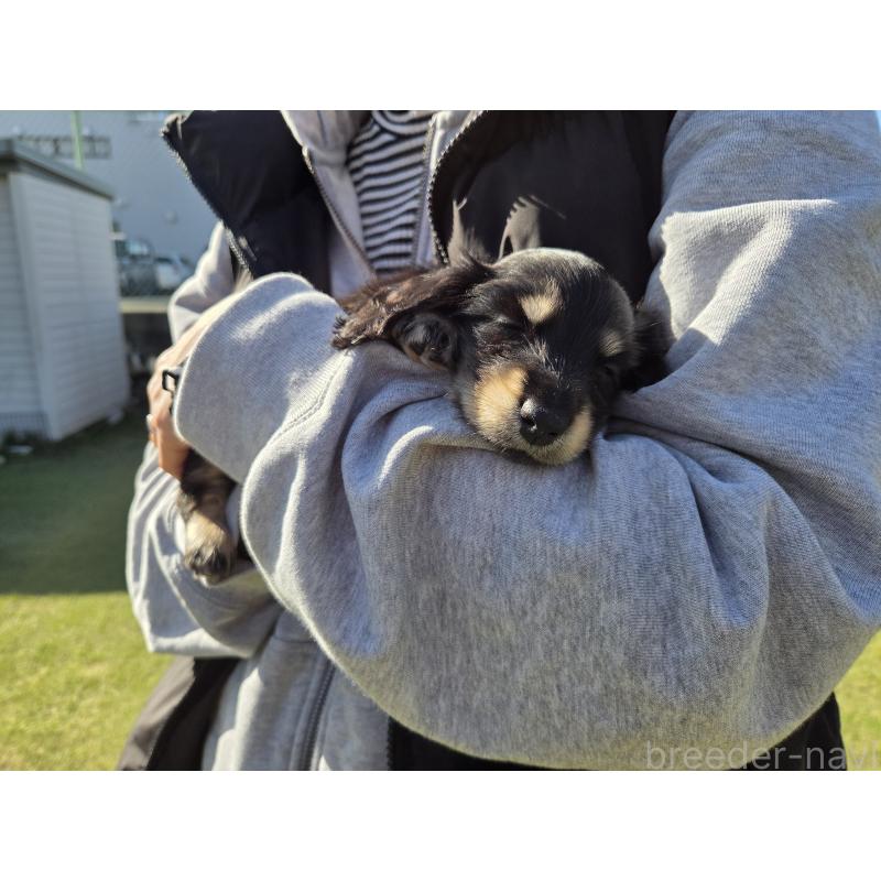 販売中の東京都のカニンヘンダックスフンド(ロングヘアード)-429407の3枚目