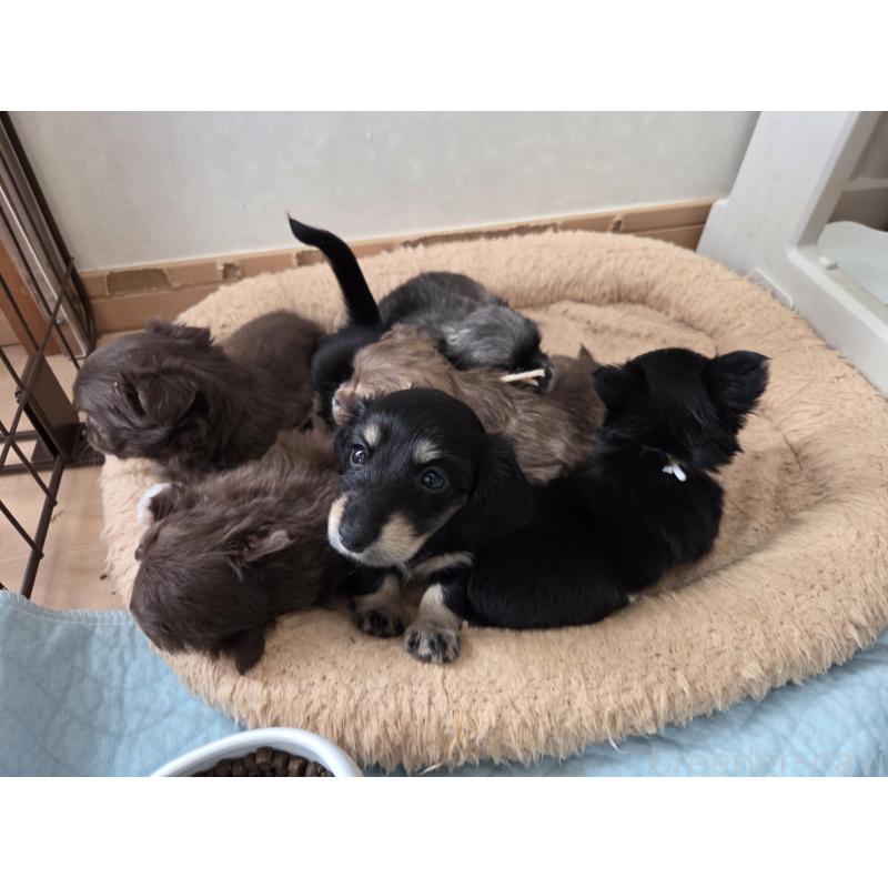 販売中の東京都のカニンヘンダックスフンド(ロングヘアード)-429407の2枚目