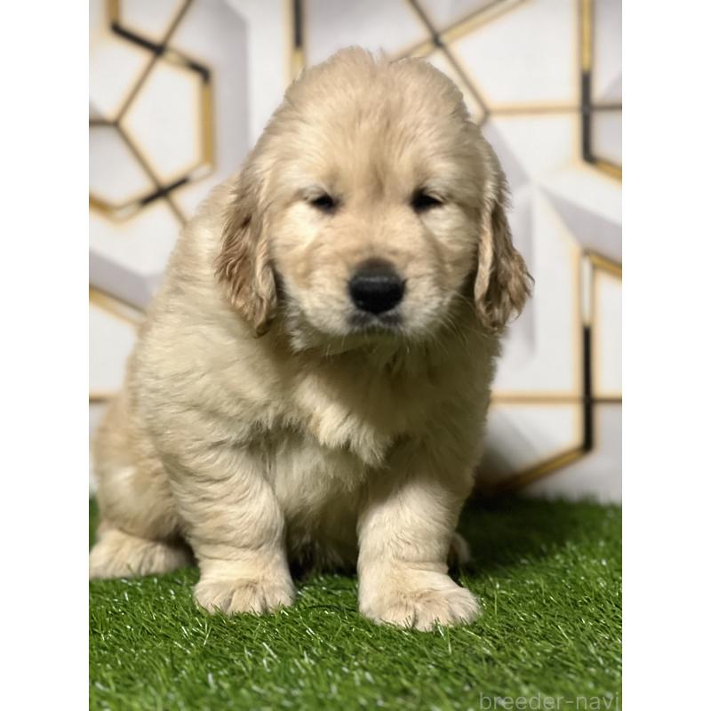 成約済の静岡県のゴールデンレトリーバー-426433の10枚目