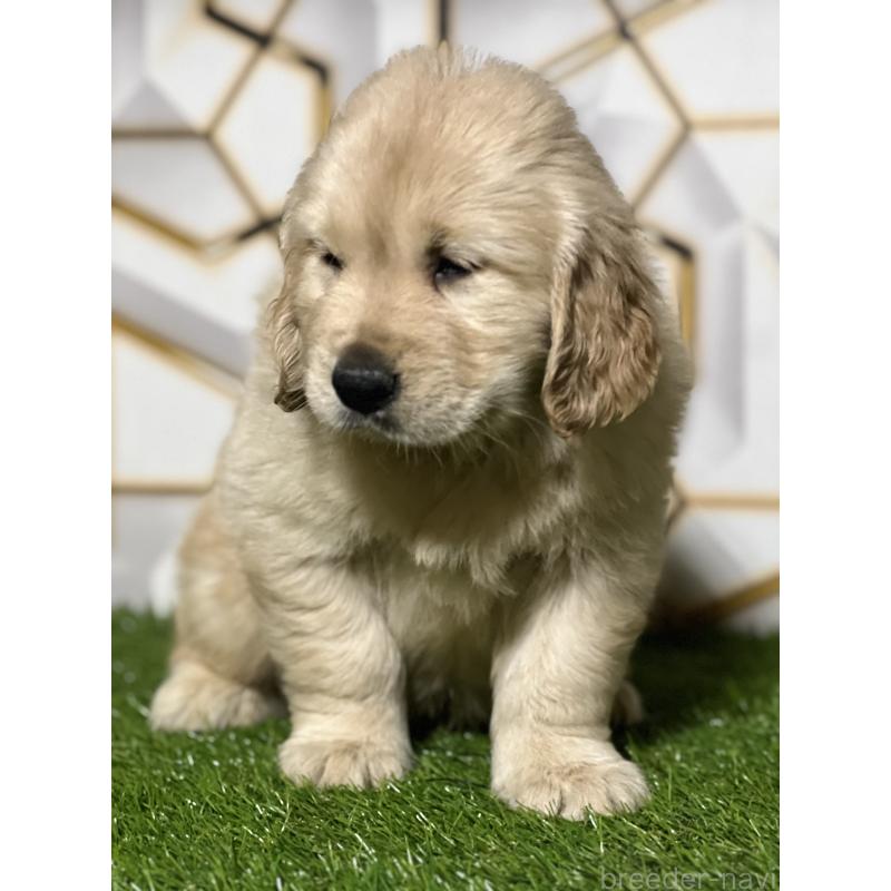 成約済の静岡県のゴールデンレトリーバー-426433の8枚目