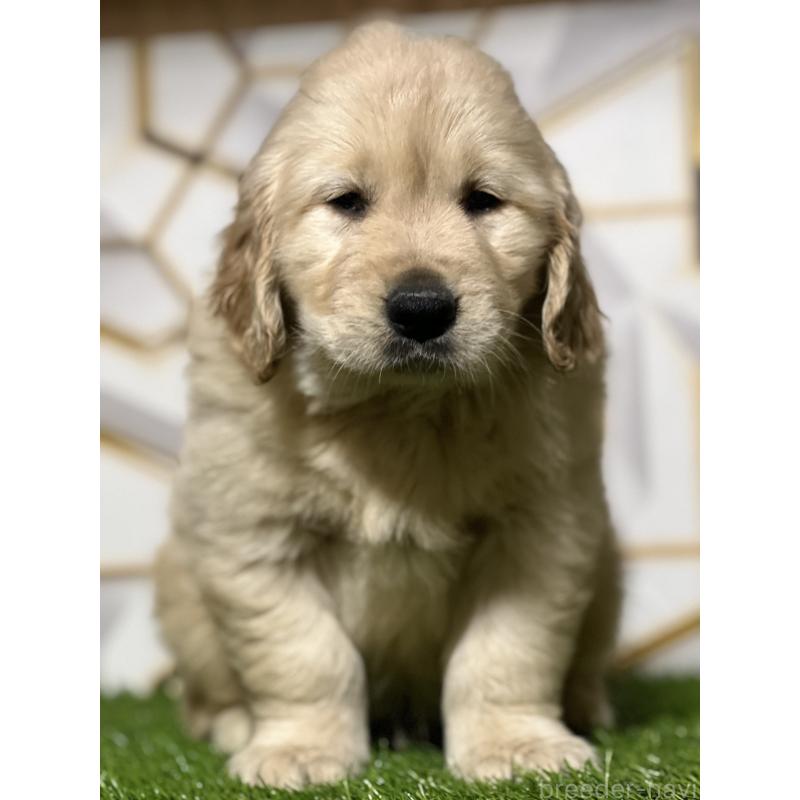 成約済の静岡県のゴールデンレトリーバー-426433の7枚目