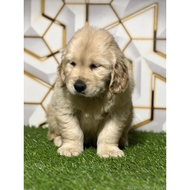 成約済の静岡県のゴールデンレトリーバー-426433の6枚目