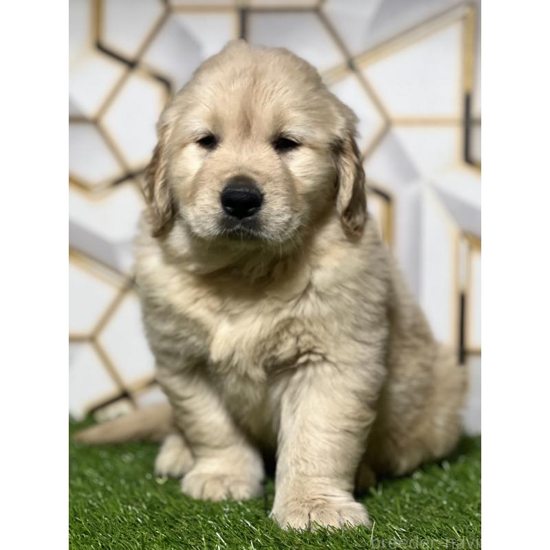 成約済の静岡県のゴールデンレトリーバー-426433の5枚目