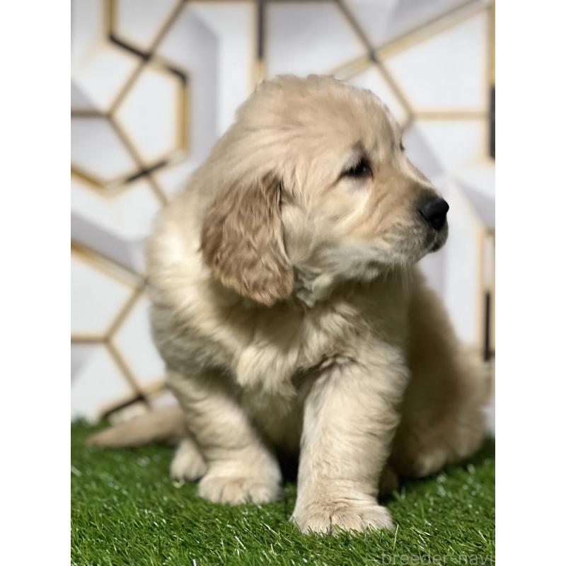 成約済の静岡県のゴールデンレトリーバー-426433の4枚目