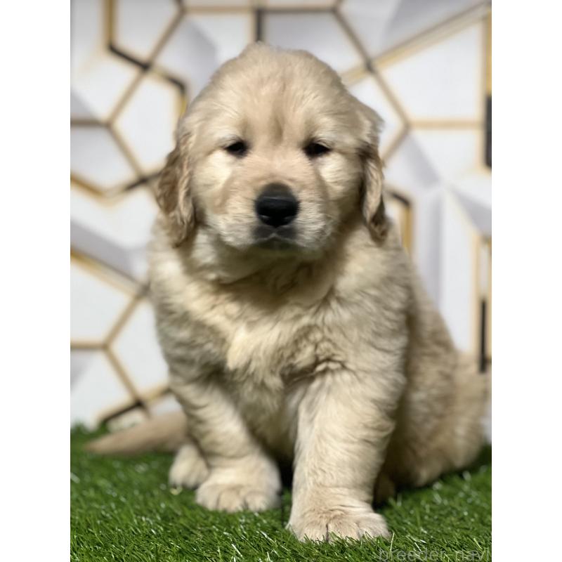 成約済の静岡県のゴールデンレトリーバー-426433の3枚目