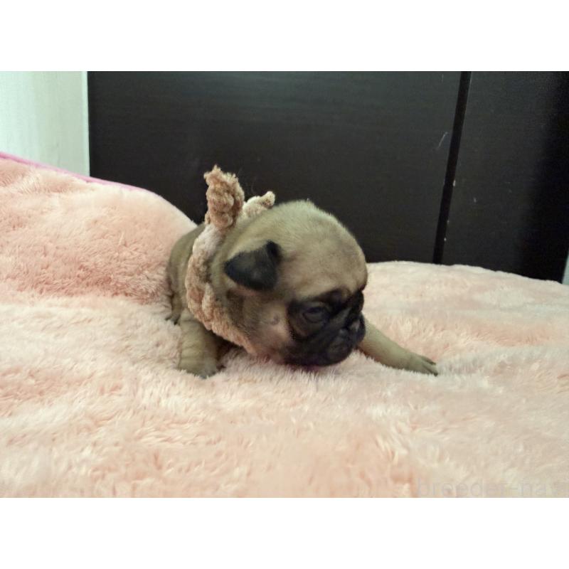 販売中の愛知県のパグ-429409の2枚目