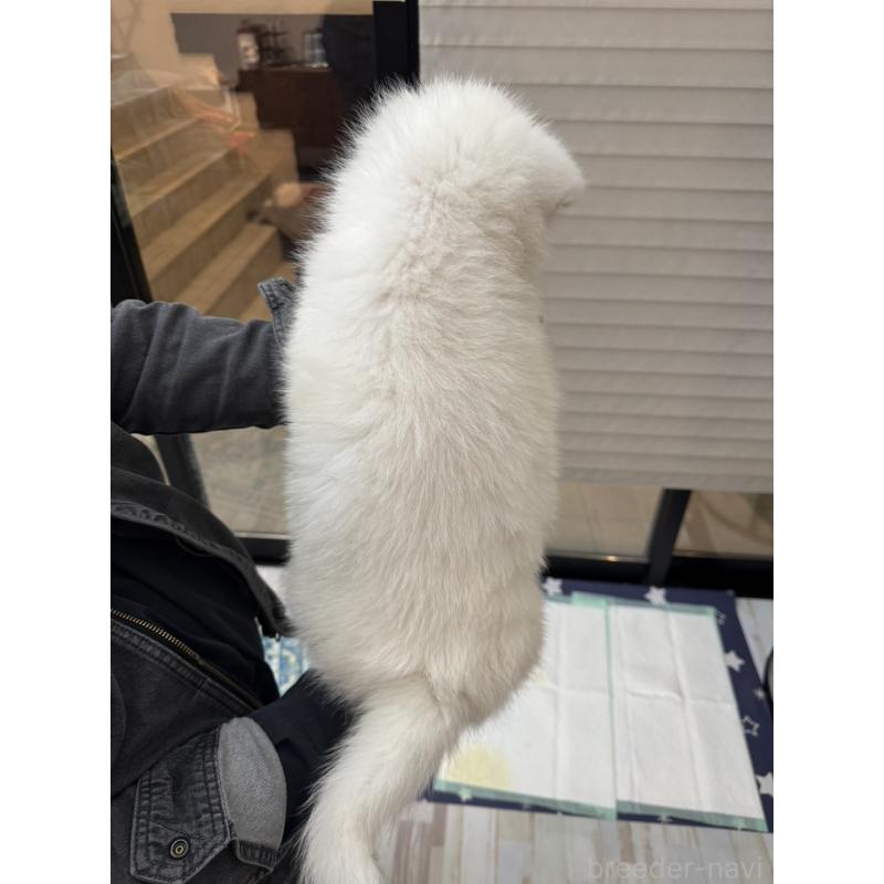 販売中の大阪府の秋田犬-429411の3枚目