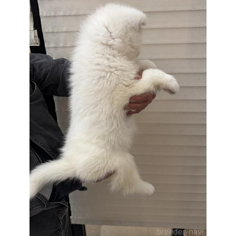 販売中の大阪府の秋田犬-429411の2枚目