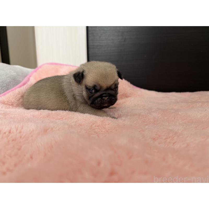 販売中の愛知県のパグ-429410の4枚目