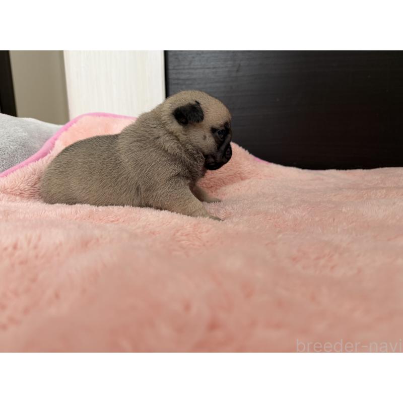 販売中の愛知県のパグ-429410の3枚目