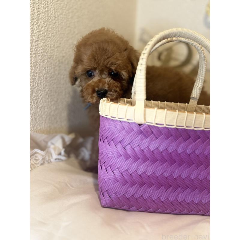 販売中の東京都のティーカッププードル-428089の5枚目