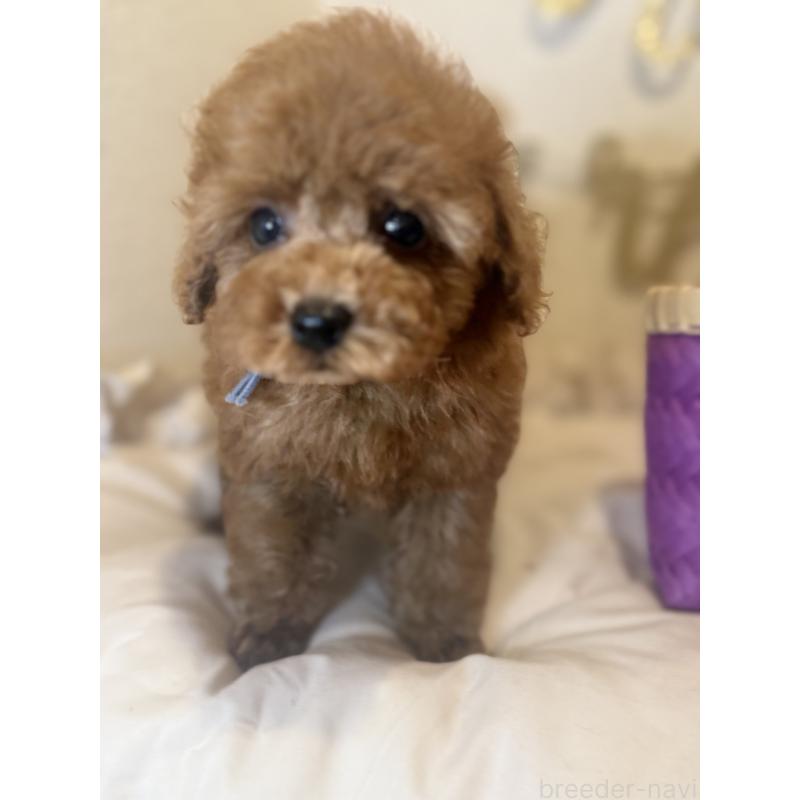 販売中の東京都のティーカッププードル-428089の4枚目