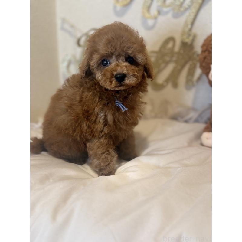 販売中の東京都のティーカッププードル-428089の3枚目