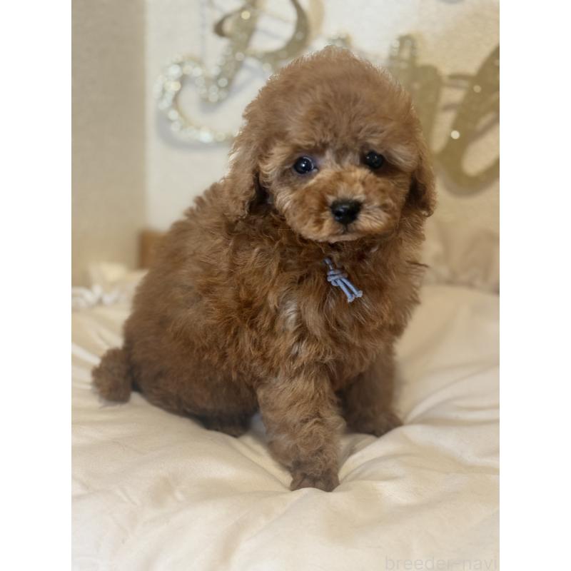 販売中の東京都のティーカッププードル-428089の2枚目